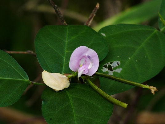 {Strophostyles helvola}